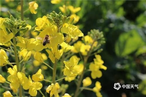 是春天了！云南油菜花盛放 沐浴春风万顷黄
