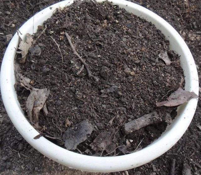 土壤里插“1根枝”，8天长出“小白根”，80天成“果树”，有价值