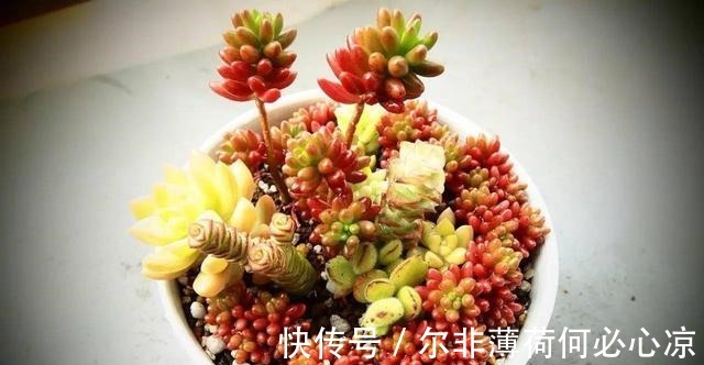 观音莲|适合养花新手的4种多肉植物, 很难养死且物美价廉