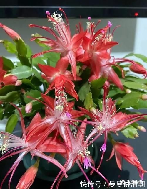 蟹爪莲|蟹爪兰的叶片突然变红,可不是好事,赶紧这么做,还会有花赏!