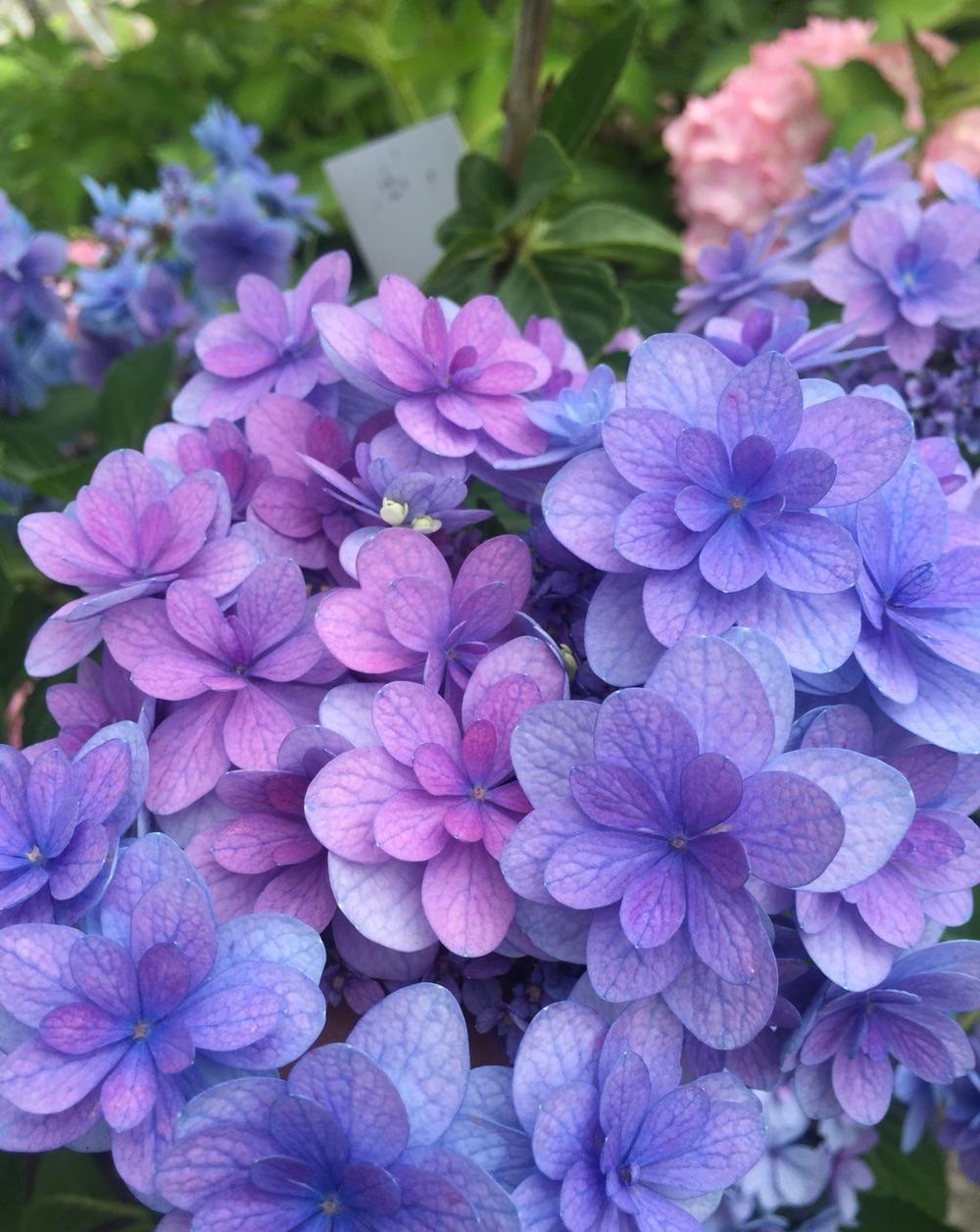 庭院里养“四种花”，漂亮大气又好养，三季有花四季有景