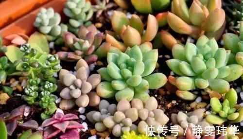 逛花市千万别买这3种花,内藏“猫腻”,买回家很难养活