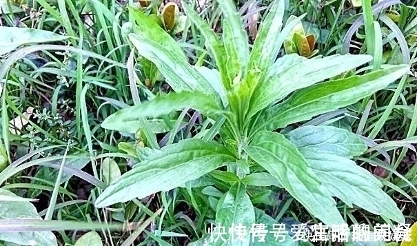 中草药|农村一种野草，农民很讨厌，却是极品中草药，止血效果非常好