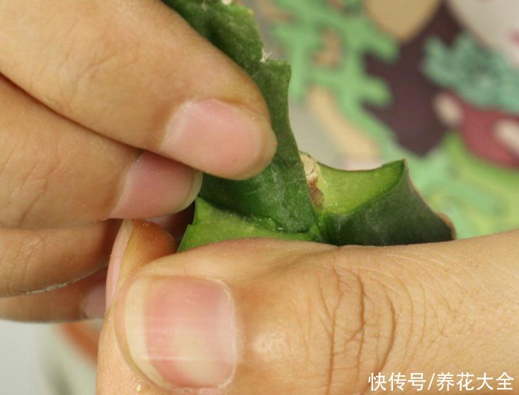 嫁接|养了30年的玉树，扦插开出9色花，快来沾沾喜气