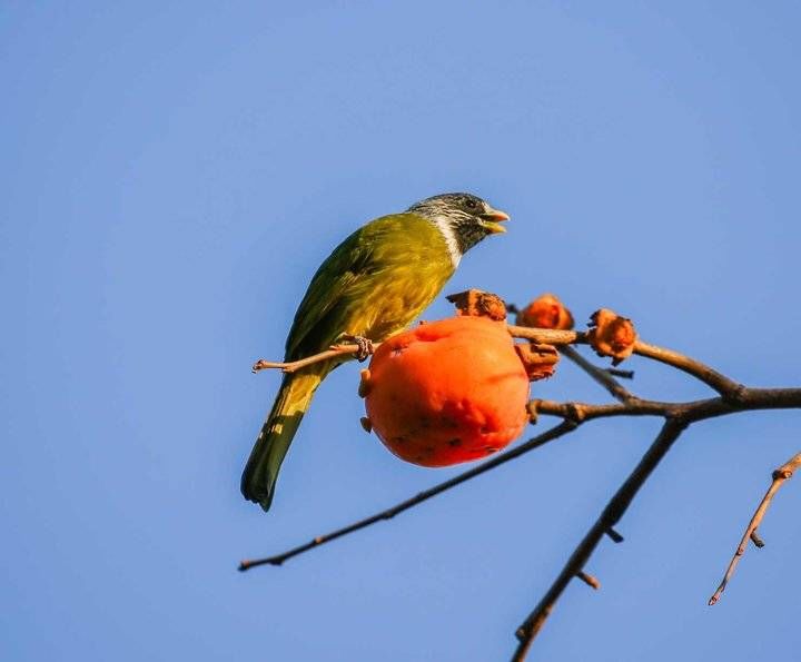 领雀嘴鹎鸟|自然和谐优美生态｜红彤彤的柿子引来美丽漂亮的领雀嘴鹎鸟