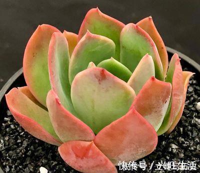 新手养多肉常犯的4个错,难怪肉肉长不好,你中了几条?