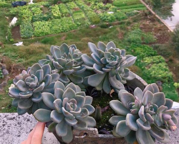 马库斯|5种漂亮多肉,四季都能养,长成老桩美极了,适合新手花友