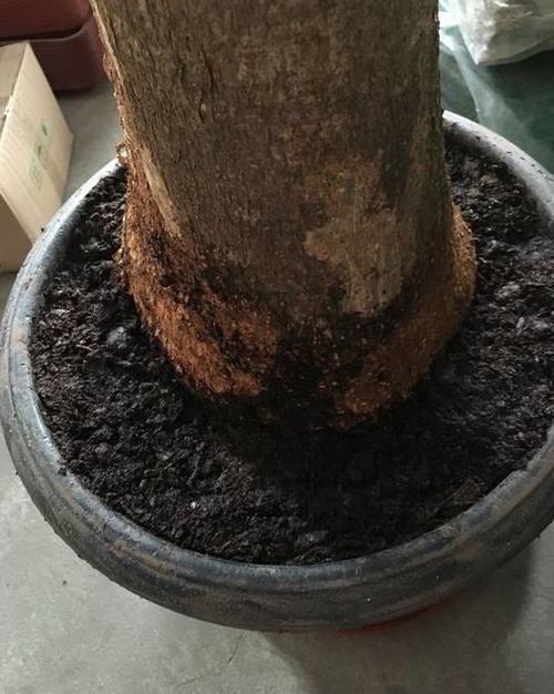 发财树君子兰烂根，可别扔了，1个小招就能救活！