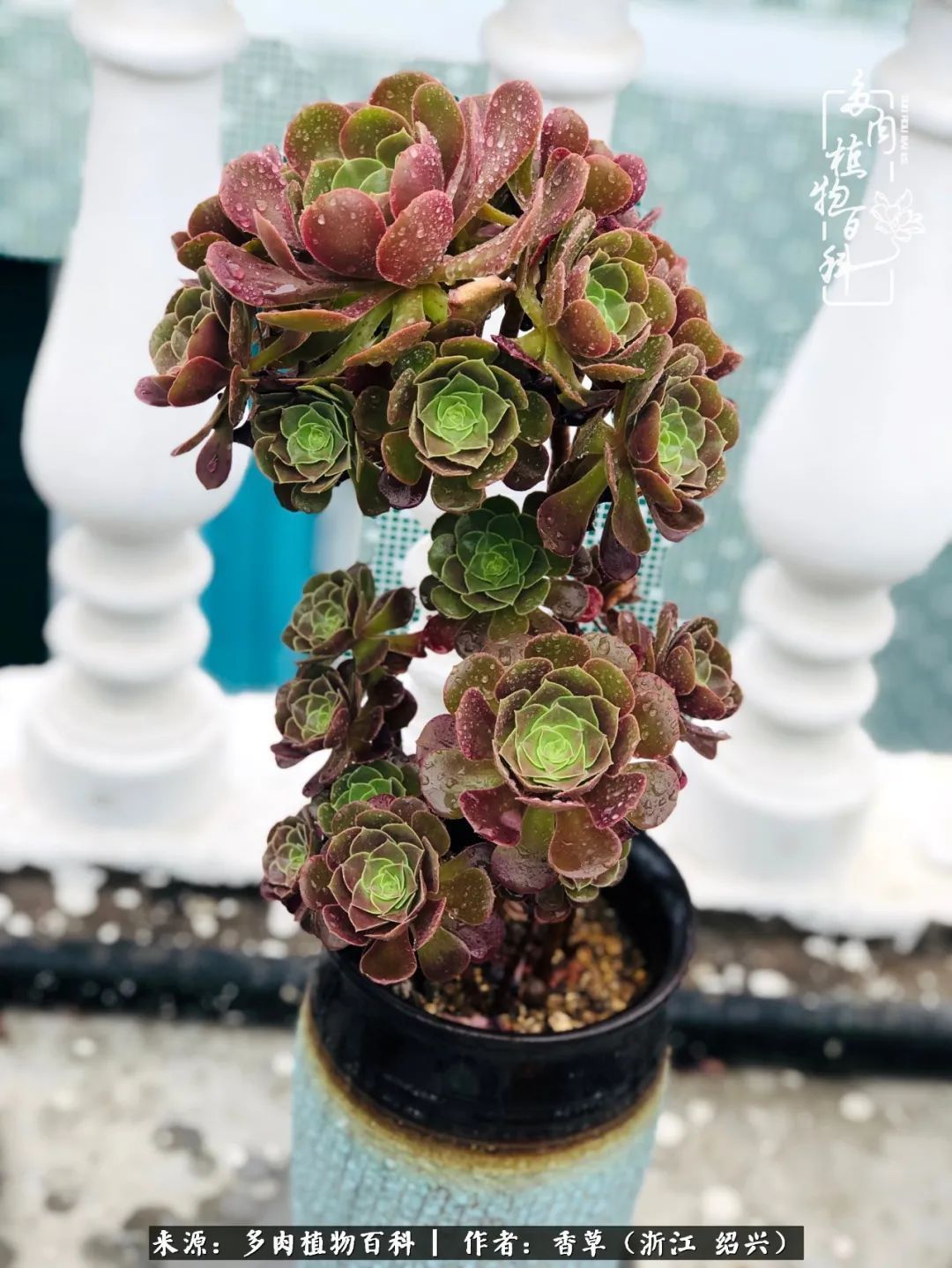 阳台上的一亩三分地,我愿与你一起,与时光媲美!