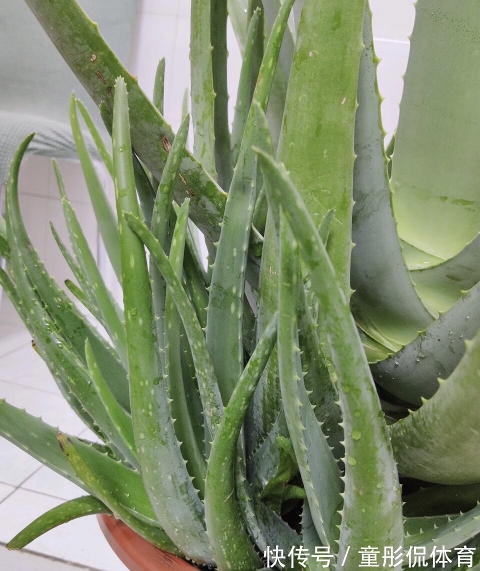 薄荷|养花要学老中医,选5种花养家里能“养人”,都有多种功效