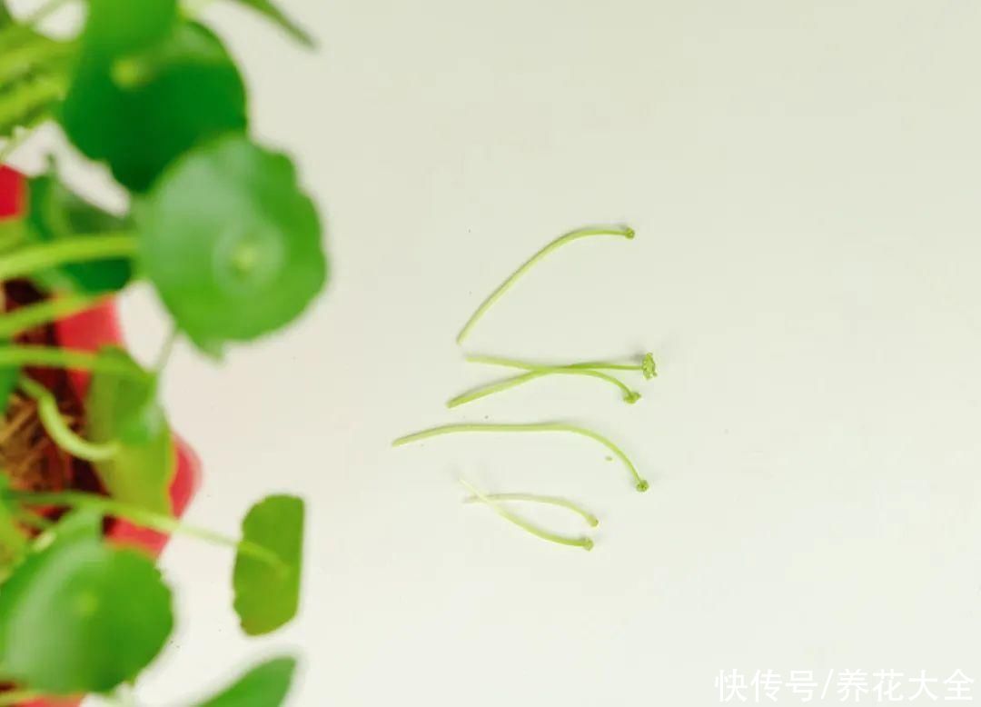 花苞|3种花，开花就会死，长花苞就赶紧剪掉