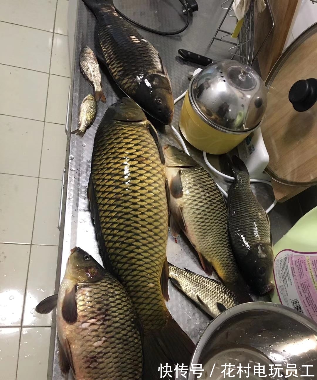 降温后钓鲤鱼的思路,逐渐开始活跃,不好吃但手感好