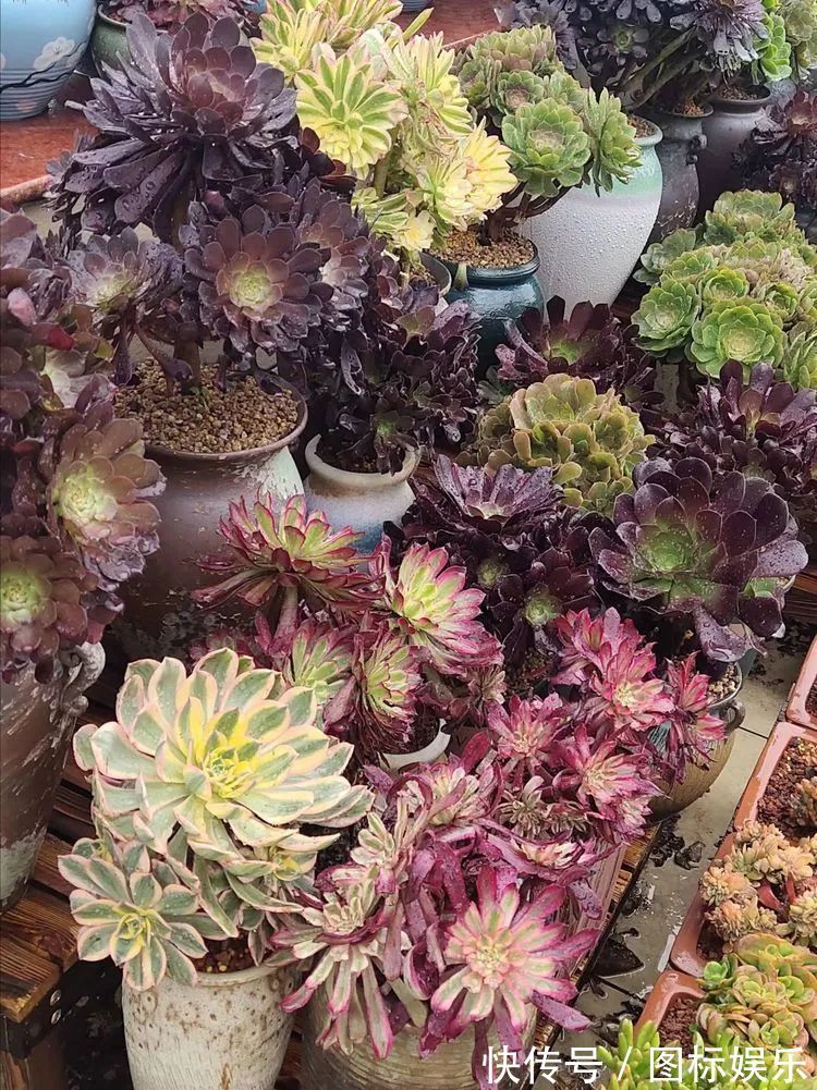 遇见，是一生！遇见多肉，是我的余生和全部！