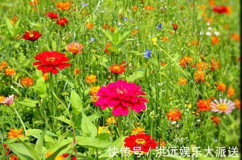 机器|这3种花“耐热”好养,30度还能窜花苞,夏天的“开花机器”