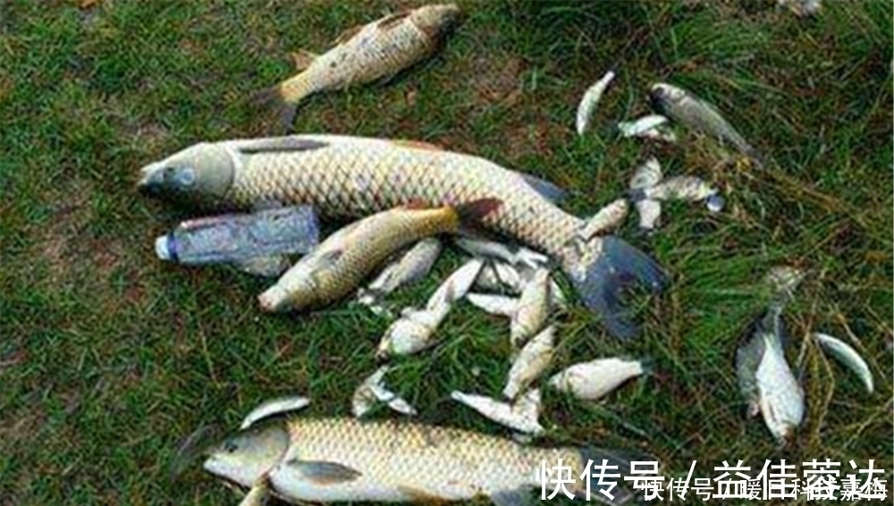 大鱼|钓鱼技巧:鱼不咬钩有6大原因,技术高也没用,不如趁早收杆