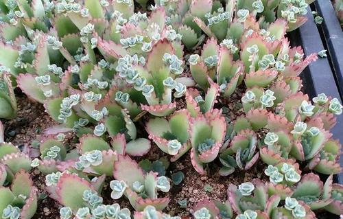 种花|3种花很强悍,盆栽容易爆盆,地栽需三思,泛滥成灾难清除