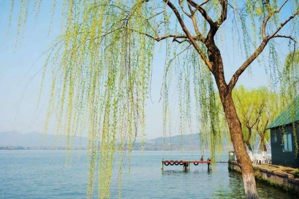 野菜|农村被埋没的4种野菜，营养价值超高，有人却不敢吃，早知早好！