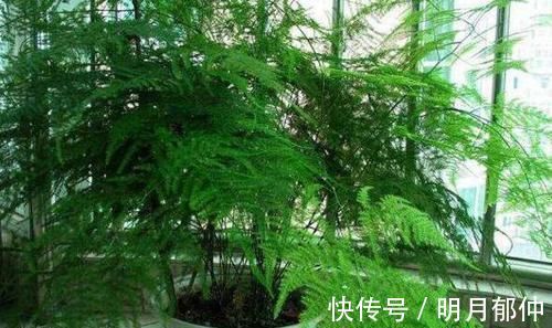 维生素c|文竹富贵竹黄叶，吃粒过期药，30天长爆盆，根系粗壮、叶子绿