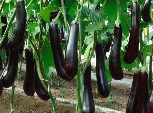 寒性食物|医生吃茄子好处多多,但2种人一口不要吃,后悔现在才知道