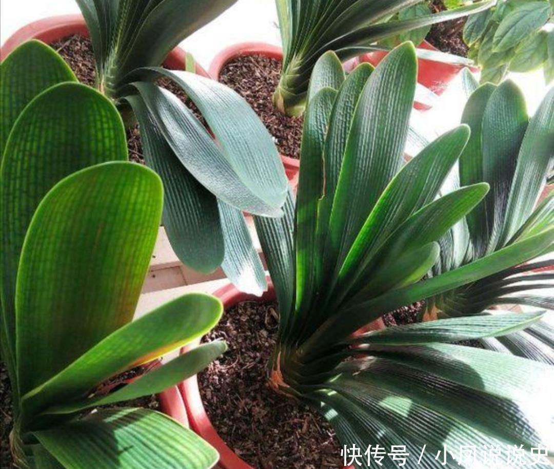春天养君子兰,2个地方剪一剪,补上1种肥,植株越长越旺