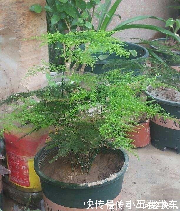 浇水时的3个坏习惯,赶紧丢掉,不然土壤硬得像石头!