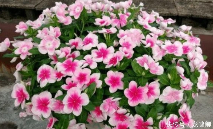 几款艳丽的花卉,漂亮又好闻,开花美如小花园,家中必选!