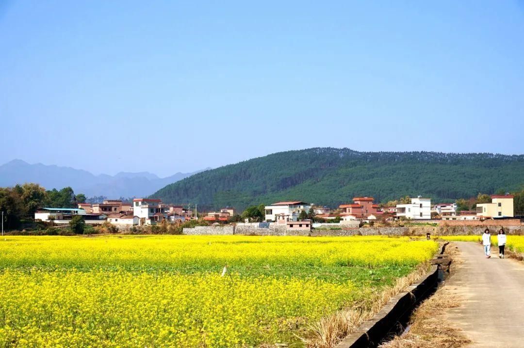 湖北人|春节，韶关人的赏花地图