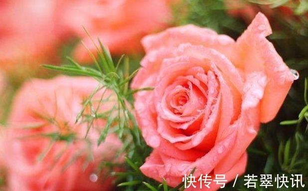 花盆中撒一把,不管多焉多难养的花,不烂根不黄叶,花开爆盆