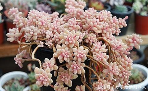 观赏价值|6种普货多肉,皮实又好养,容易出状态,长成小老桩,适合新手!