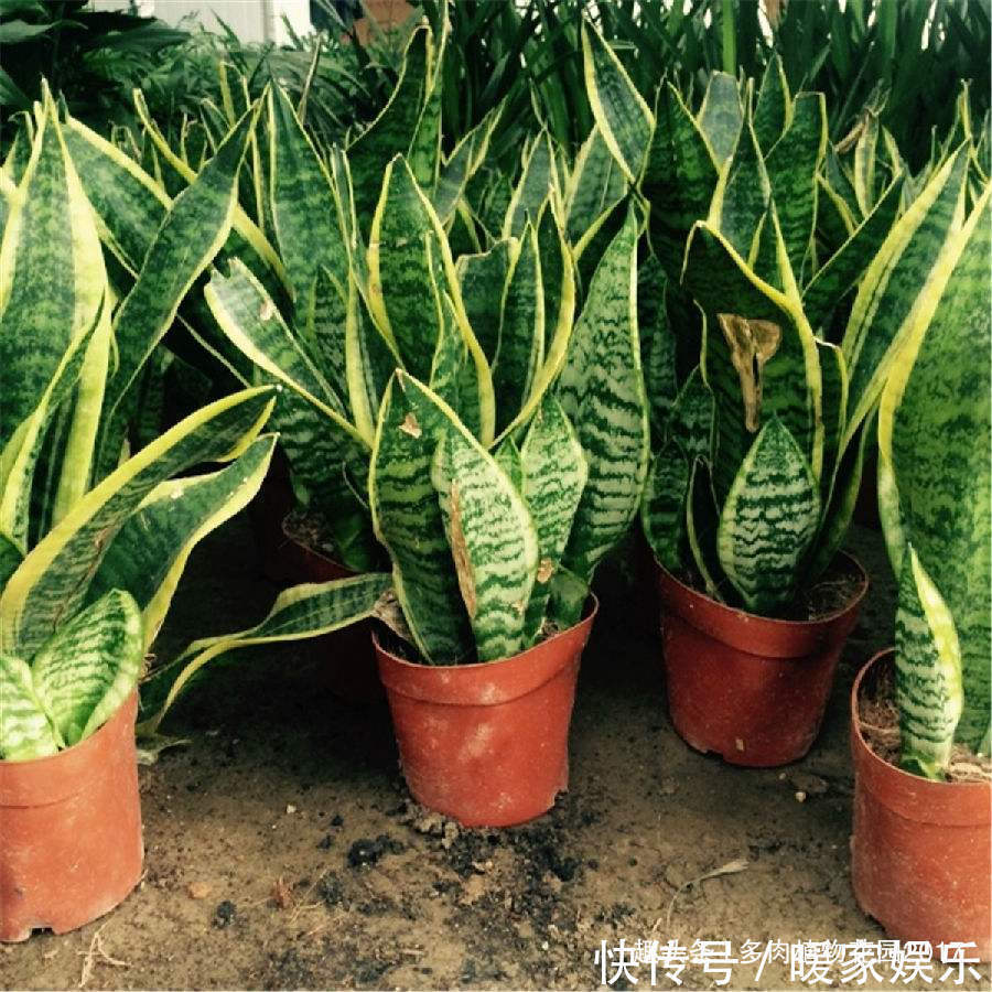 花土底部加上两样东西,虎皮兰长得欢