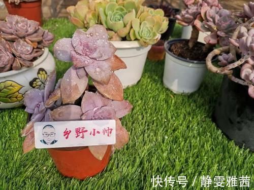 冬季养多肉,了解怎样“懒”怎样“勤”,冬季多肉才会美美哒