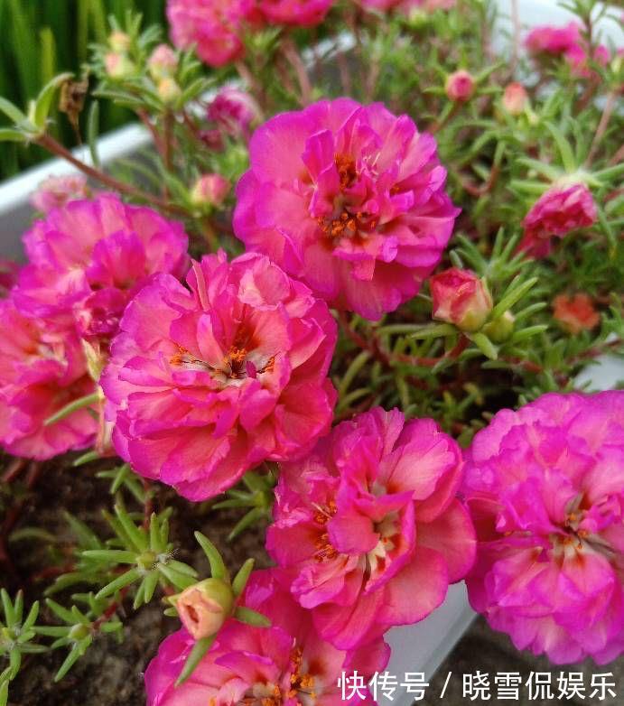 花儿|秋天的太阳花,给点肥剪一剪,从瘦弱变得茁壮,花儿更多