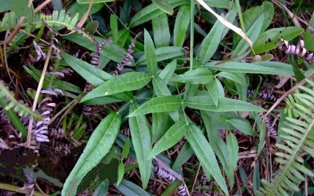 民间草药|一味芳香扑鼻的民间草药，全草都可入药！5大妙用，横扫5大病症！