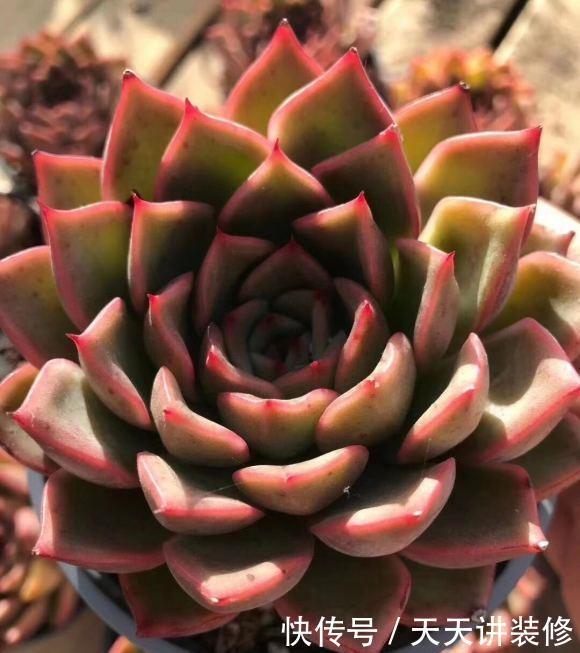 多肉怎么养才不死?加大颗粒比重,控制浇水量,指定养不死