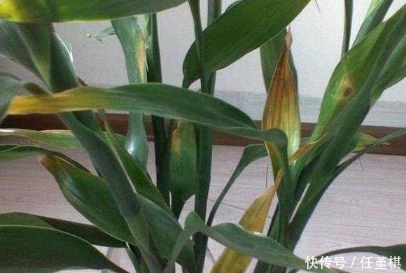 盆栽|只用1招，家里发黄的盆栽很快变的绿油油，轻松爆盆