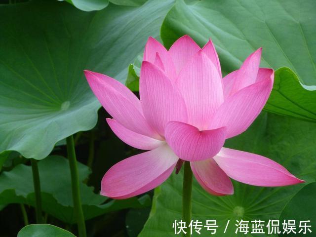 功夫|王阿姨找个大缸开始养藕,几天功夫长出叶片,放点小鱼观赏性强