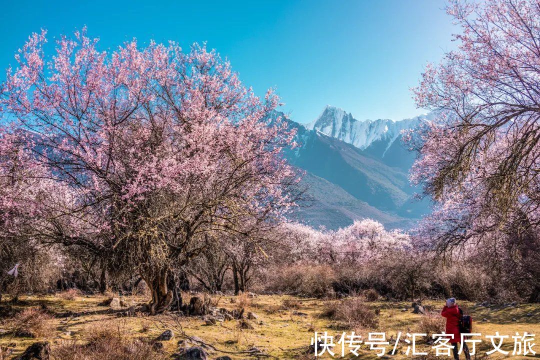 林芝|错过三月的林芝，你就错过了2022年中国最美的春天