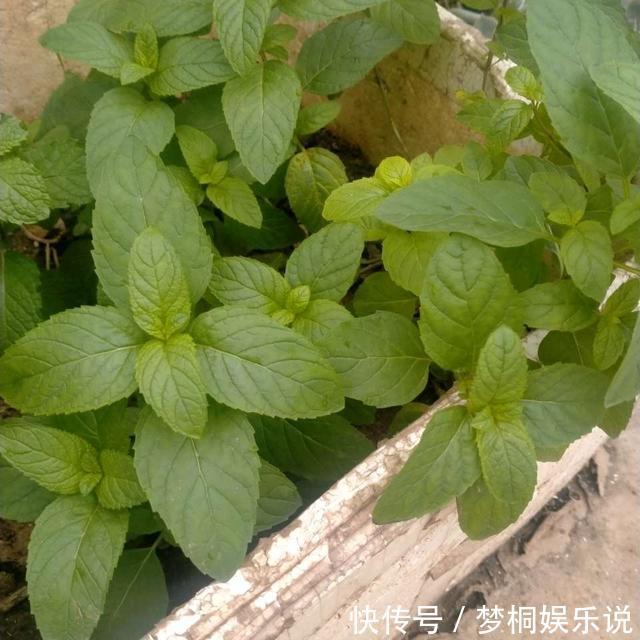 蚊虫不喜欢的三种花,夏季家里务必放一盆,害虫绕道走