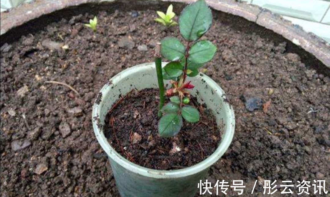 切口处|扦插花卉,总是不生根,大多是3个方面没做好