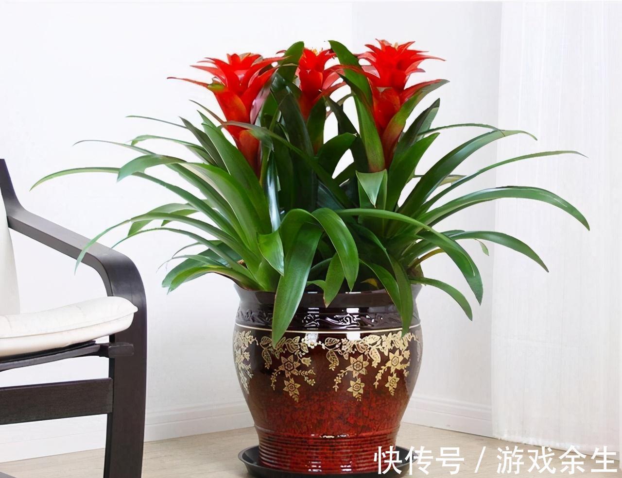 6种“吉利花”不要晒太阳,放在阴凉处,才能长得棒,富贵又旺家