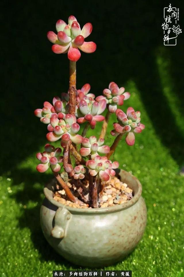 养了三年多肉，终于明白佛系养肉才是王道！