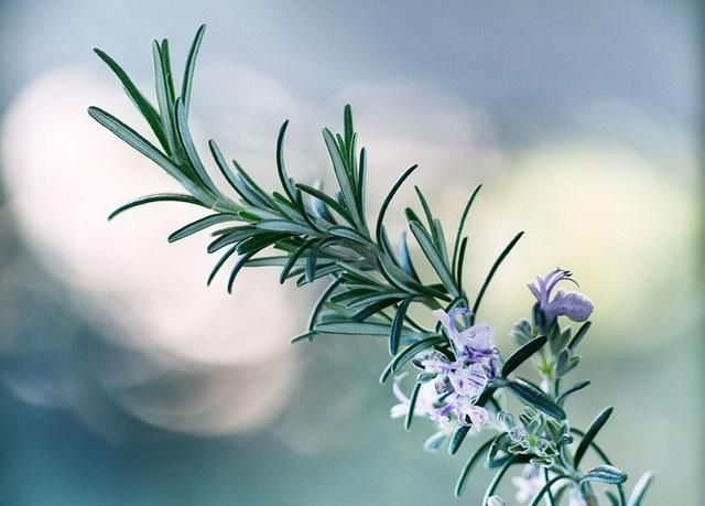 几种超好养的花草，只浇水就能长爆盆，再懒的人也能养好