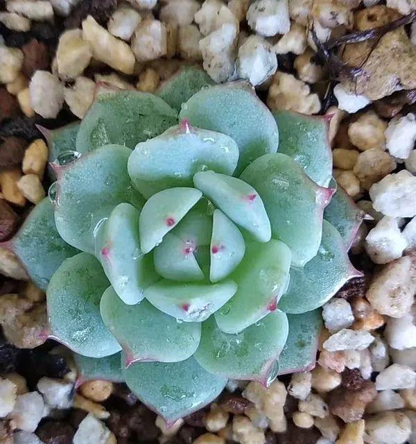 他家养的多肉盆栽，一棵能冒8个头，半年疯长100盆绿植