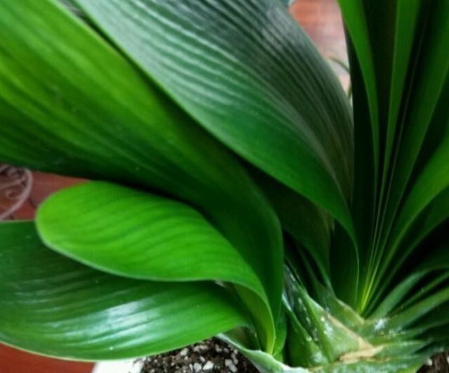 叶片|发现君子兰“鼓大包”,一定要重视,原因有3个,其中两个是惊喜