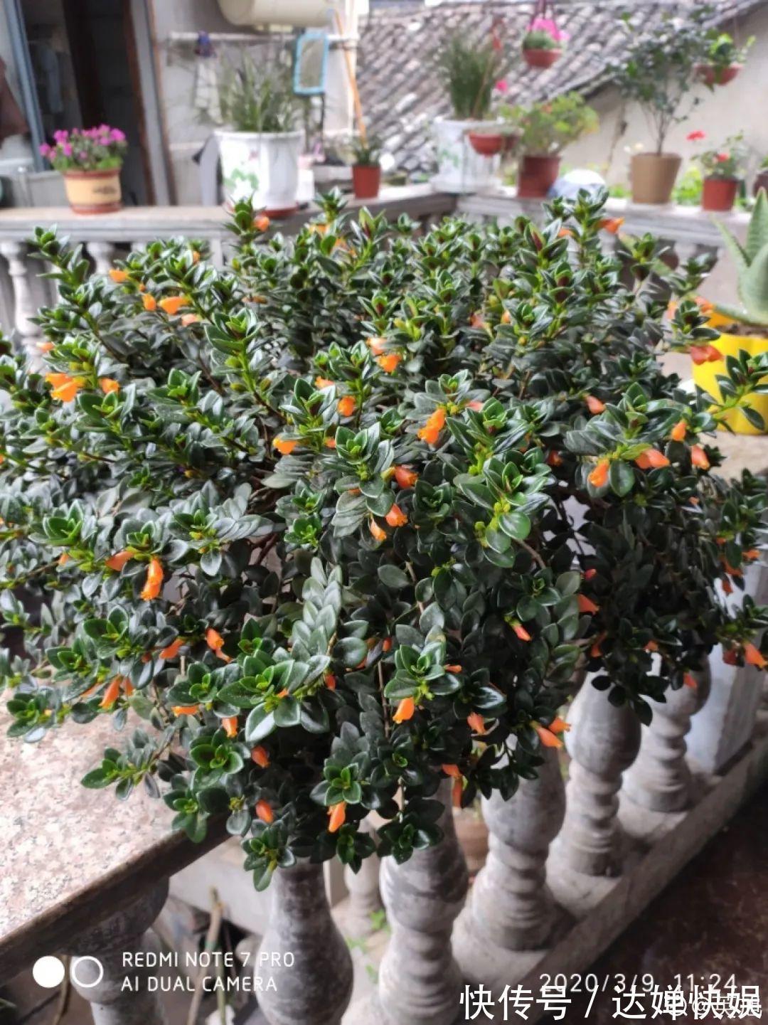 20种花,春天打开小机关,开花提早半个月!