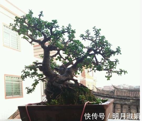 玉树|马齿苋树太廉价一根枝条,一碗汤,长成老桩,变“万元盆景”