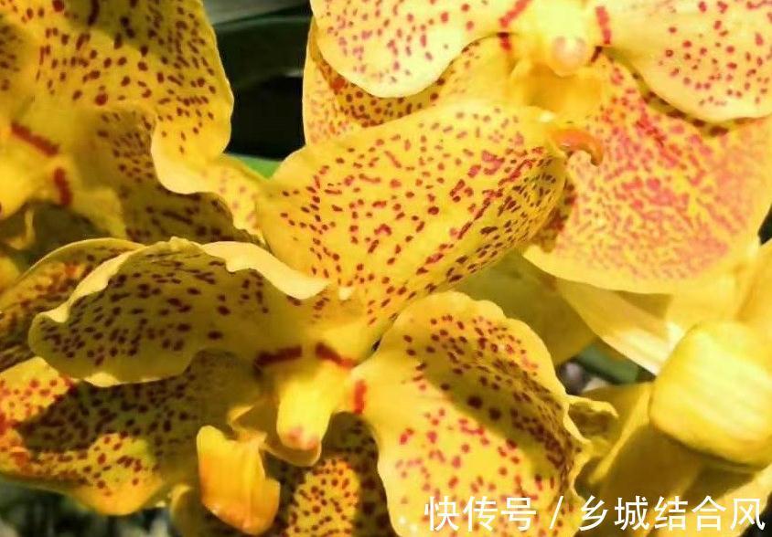 养护|抢手的年宵花蝴蝶兰养护注意这五点,植株壮花色艳花期长