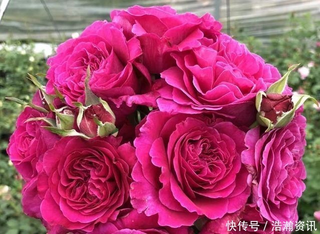 “高端玫瑰”女人香气,丰腴婀娜,花色艳丽,可以说养花必备