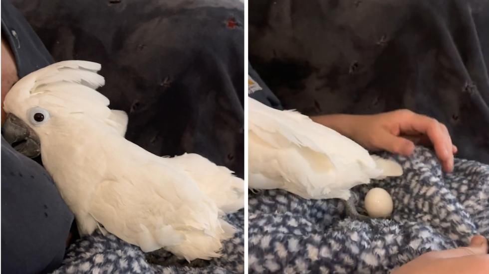 中国哪里卖大凤头鹦鹉