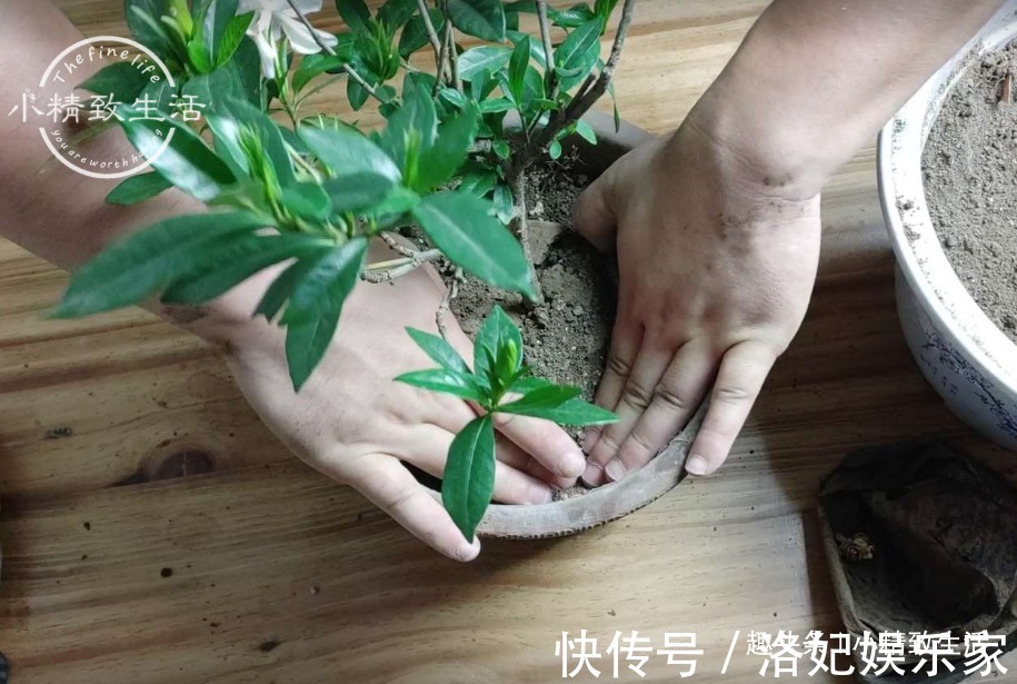 腐叶土+|栀子花买回家，上盆分6个步骤，用9张图说明，完整明了